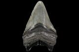 Fossil Megalodon Tooth - Georgia #109353-1